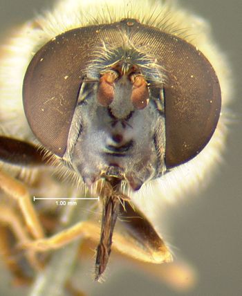 Media type: image;   Entomology 13113 Aspect: head frontal view